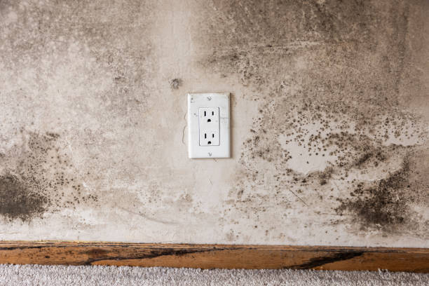 Mold Remediation for Rental Properties in Shiloh, OH