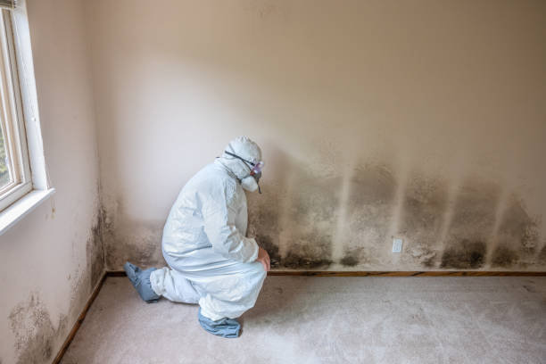 Shiloh, OH Mold Removal Company
